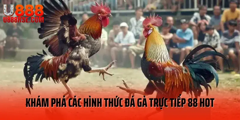 Khám phá các hình thức đá gà trực tiếp 88 hot