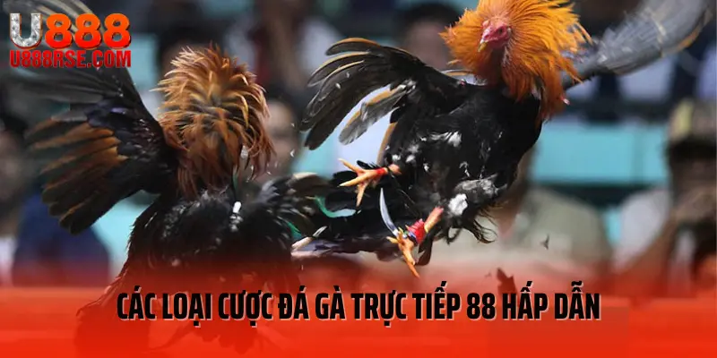 Các loại cược đá gà trực tiếp 88 hấp dẫn