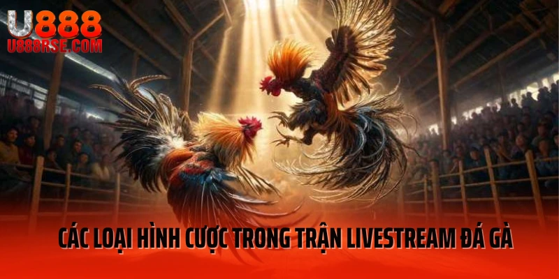 Các loại hình cược trong trận livestream đá gà