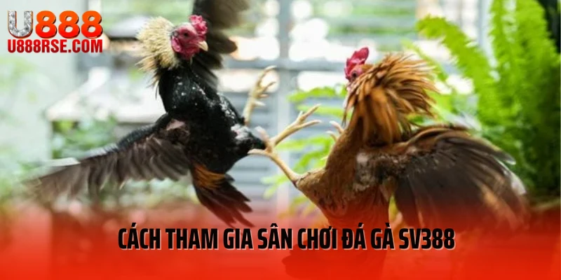 Cách tham gia sân chơi đá gà SV388