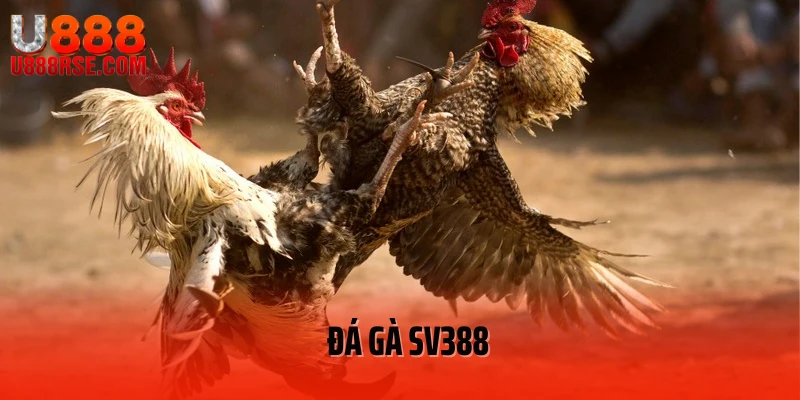Đá Gà SV388