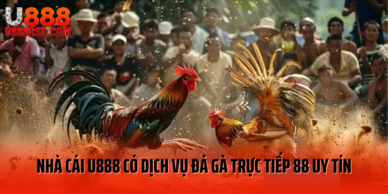 Nhà cái U888 có dịch vụ đá gà trực tiếp 88 uy tín