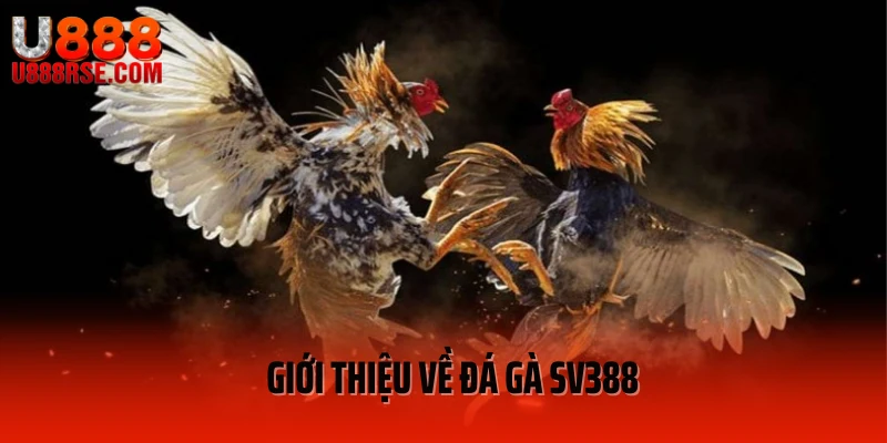 Giới thiệu về đá gà SV388