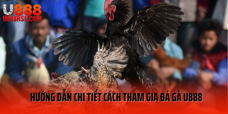 Hướng dẫn bet thủ cách tham gia đá gà U888 đơn giản