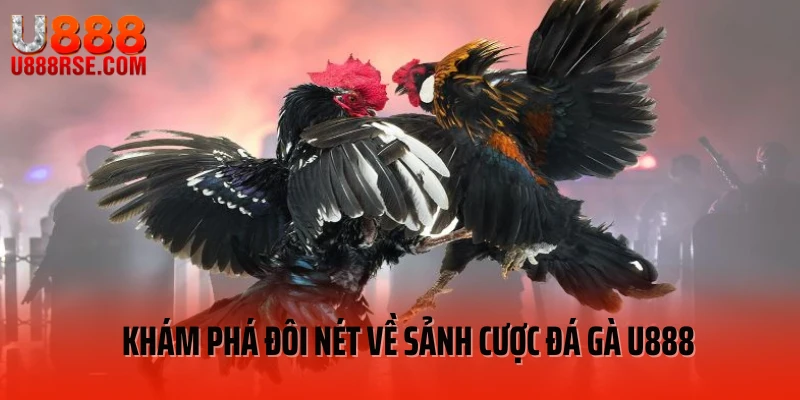 Khám phá đôi nét về sảnh cược đá gà U888