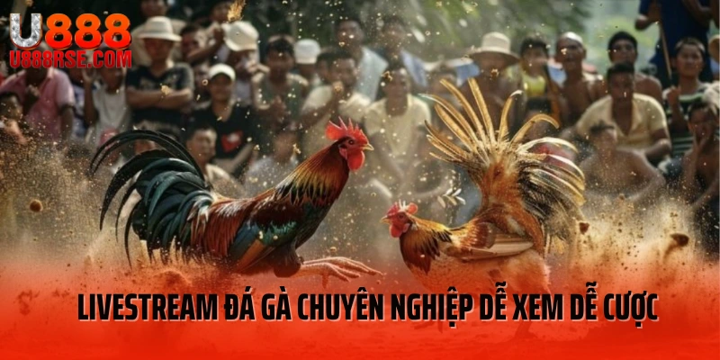 Livestream đá gà chuyên nghiệp dễ xem dễ cược