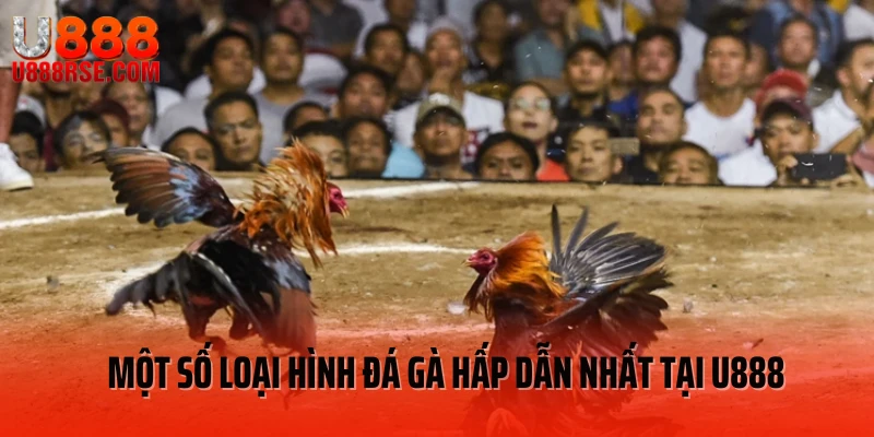 Một số loại hình đá gà hấp dẫn nhất tại U888