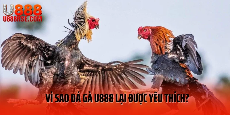 Vì sao đá gà U888 lại được yêu thích?