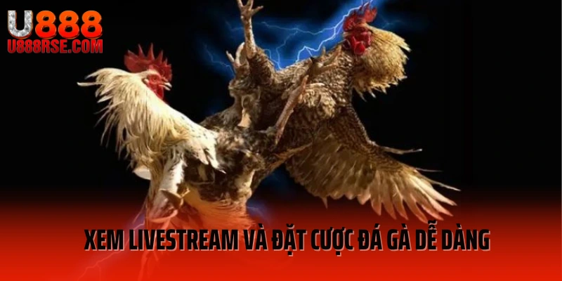 Xem livestream và đặt cược đá gà dễ dàng